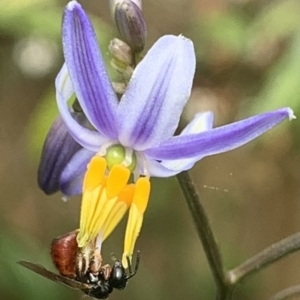 Exoneura sp. (genus) at Dulwich Hill, NSW - suppressed