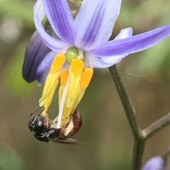 Exoneura sp. (genus) at Dulwich Hill, NSW - suppressed