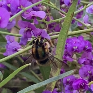 Xylocopa (Lestis) bombylans at Dulwich Hill, NSW - 19 Sep 2022