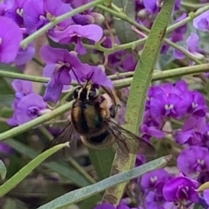 Xylocopa (Lestis) bombylans at Dulwich Hill, NSW - suppressed