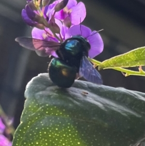 Xylocopa (Lestis) bombylans at Dulwich Hill, NSW - suppressed