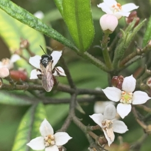 Exoneura sp. (genus) at Dulwich Hill, NSW - suppressed