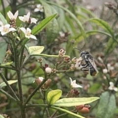 Megachile (Hackeriapis) oblonga (A Megachild bee) at Dulwich Hill, NSW - 8 Oct 2022 by JudeWright