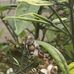 Megachile (Hackeriapis) oblonga at Dulwich Hill, NSW - suppressed