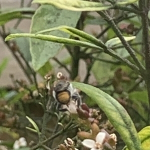 Megachile (Hackeriapis) oblonga at Dulwich Hill, NSW - suppressed