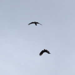 Zanda funerea (Yellow-tailed Black-Cockatoo) at Tidbinbilla Nature Reserve - 4 Feb 2023 by MatthewFrawley