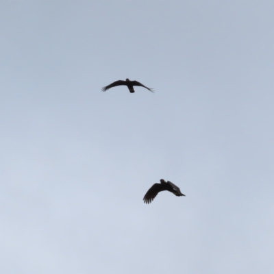 Zanda funerea (Yellow-tailed Black-Cockatoo) at Tidbinbilla Nature Reserve - 4 Feb 2023 by MatthewFrawley