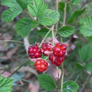 Rubus parvifolius at Paddys River, ACT - 4 Feb 2023