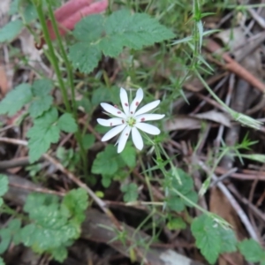 Stellaria pungens at Paddys River, ACT - 4 Feb 2023 03:01 PM