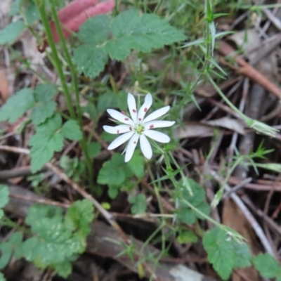 Stellaria pungens (Prickly Starwort) at Tidbinbilla Nature Reserve - 4 Feb 2023 by MatthewFrawley