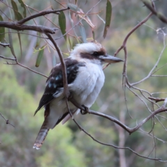 Dacelo novaeguineae (Laughing Kookaburra) at Paddys River, ACT - 4 Feb 2023 by MatthewFrawley