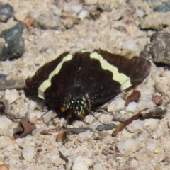 Eutrichopidia latinus (Yellow-banded Day-moth) at Tidbinbilla Nature Reserve - 4 Feb 2023 by MatthewFrawley