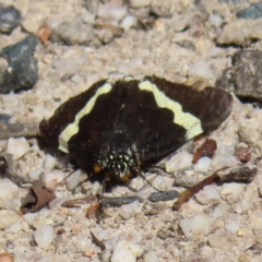Eutrichopidia latinus (Yellow-banded Day-moth) at Paddys River, ACT - 4 Feb 2023 by MatthewFrawley