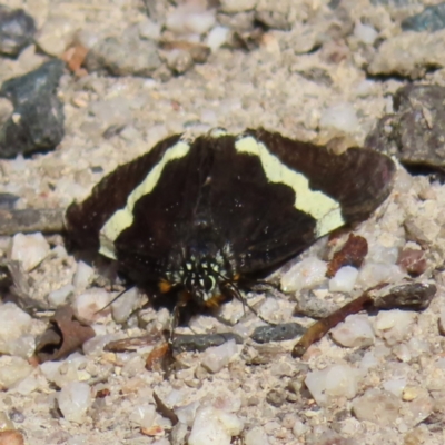 Eutrichopidia latinus (Yellow-banded Day-moth) at Paddys River, ACT - 4 Feb 2023 by MatthewFrawley