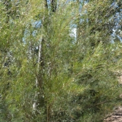 Acacia longissima (Long-leaf Wattle) at Clyde River National Park - 4 Feb 2023 by plants