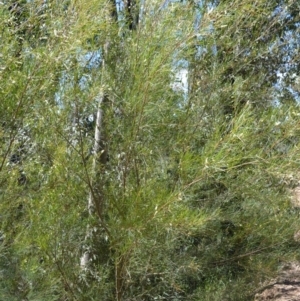 Acacia longissima at Batemans Bay, NSW - 4 Feb 2023