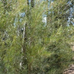 Acacia longissima (Long-leaf Wattle) at Batemans Bay, NSW - 3 Feb 2023 by plants