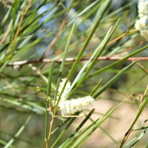Acacia longissima at Batemans Bay, NSW - 4 Feb 2023