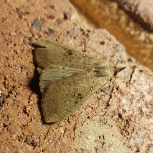 Rhapsa suscitatalis at Kambah, ACT - 4 Feb 2023