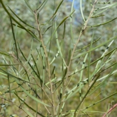 Acacia elongata (Swamp Wattle) at Batemans Bay, NSW - 3 Feb 2023 by plants