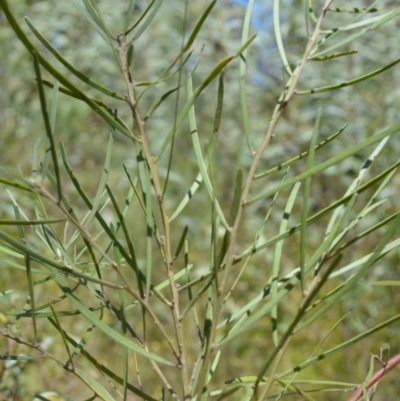 Acacia elongata (Swamp Wattle) at Clyde River National Park - 3 Feb 2023 by plants