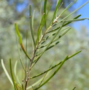Acacia elongata at Batemans Bay, NSW - 4 Feb 2023