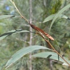 Acacia falcata (Hickory Wattle) at Clyde River National Park - 3 Feb 2023 by plants