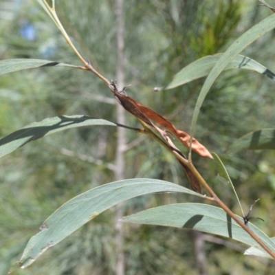 Acacia falcata (Hickory Wattle) at Batemans Bay, NSW - 4 Feb 2023 by plants