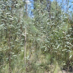Acacia falcata at Batemans Bay, NSW - 4 Feb 2023