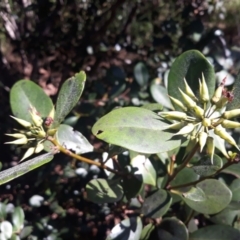 Aegiceras corniculatum (River Mangrove) at Batemans Bay, NSW - 3 Feb 2023 by plants