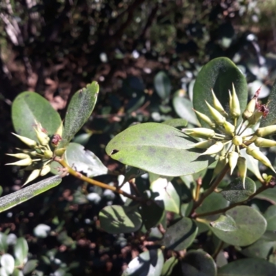 Aegiceras corniculatum (River Mangrove) at Batemans Marine Park - 3 Feb 2023 by plants