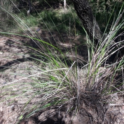 Gahnia filum (Chaffy Saw-sedge) at Batemans Marine Park - 3 Feb 2023 by plants