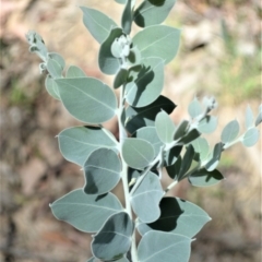 Acacia podalyriifolia (Queensland Silver Wattle) at Batemans Bay, NSW - 4 Feb 2023 by plants