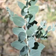Acacia podalyriifolia (Queensland Silver Wattle) at Batemans Bay, NSW - 3 Feb 2023 by plants