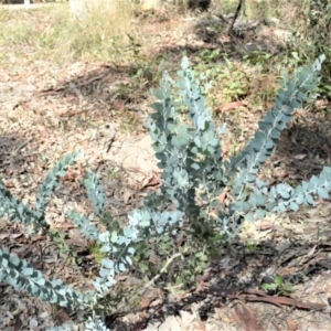 Acacia podalyriifolia at Batemans Bay, NSW - 4 Feb 2023