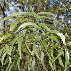 Acacia implexa (Hickory Wattle, Lightwood) at Batemans Bay, NSW - 4 Feb 2023 by plants