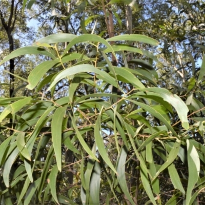 Acacia implexa (Hickory Wattle, Lightwood) at Batemans Bay, NSW - 4 Feb 2023 by plants