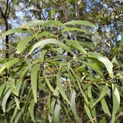 Acacia implexa (Hickory Wattle, Lightwood) at Batemans Bay, NSW - 3 Feb 2023 by plants