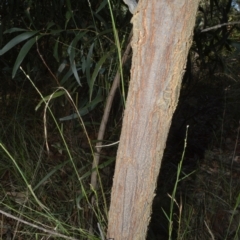 Acacia implexa at Batemans Bay, NSW - 4 Feb 2023 03:04 AM