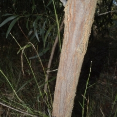 Acacia implexa at Batemans Bay, NSW - 4 Feb 2023