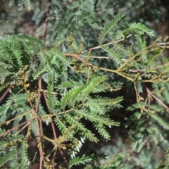 Acacia terminalis (Sunshine Wattle) at Batemans Bay, NSW - 4 Feb 2023 by plants