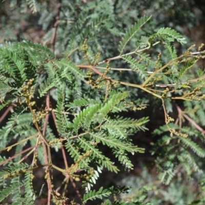 Acacia terminalis (Sunshine Wattle) at Batemans Bay, NSW - 4 Feb 2023 by plants