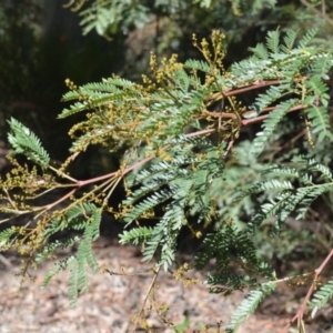 Acacia terminalis at Batemans Bay, NSW - 4 Feb 2023 03:04 AM