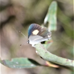 Candalides xanthospilos (Yellow-spotted Blue) at Batemans Bay, NSW - 4 Feb 2023 by plants