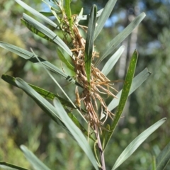 Acacia stricta (Straight Wattle) at Clyde River National Park - 3 Feb 2023 by plants