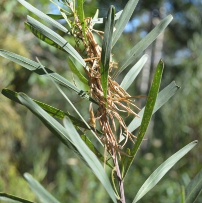 Acacia stricta (Straight Wattle) at Batemans Bay, NSW - 3 Feb 2023 by plants