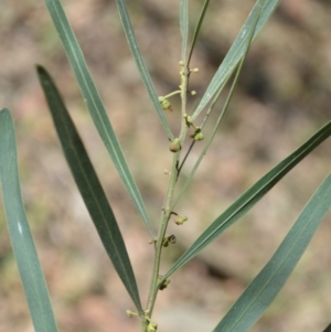 Acacia stricta at Batemans Bay, NSW - 4 Feb 2023