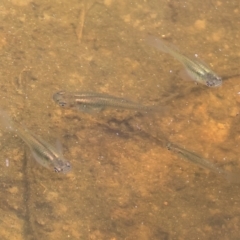 Gambusia holbrooki (Gambusia, Plague minnow, Mosquito fish) at Wodonga, VIC - 3 Feb 2023 by KylieWaldon