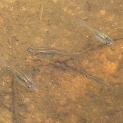 Gambusia holbrooki (Gambusia, Plague minnow, Mosquito fish) at Wodonga - 3 Feb 2023 by KylieWaldon