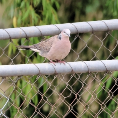 Spilopelia chinensis (Spotted Dove) at Clyde Cameron Reserve - 3 Feb 2023 by KylieWaldon